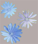 blue flowers
