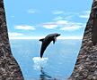 Dolphin